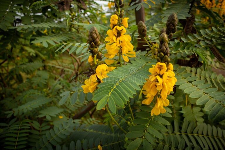 Understanding Cassia Popcorn Plants