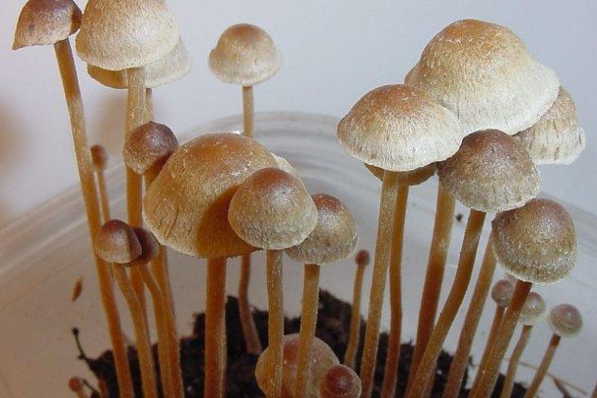 Is Mushroom Good For Sick People?